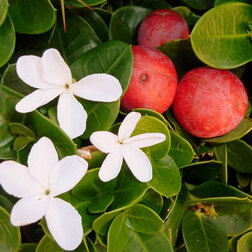 ������ ������ ������� ��������������� (����� ���������)   ����