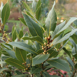 ������ ������ ���� �����������   ����