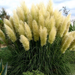 ������ ������ ��������� ����� ������   ����