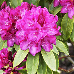 ������ ������ ����������� ��������� ��� ����   ����