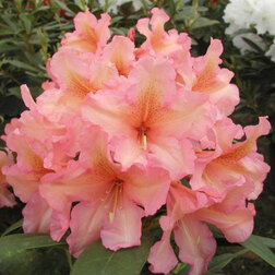 ������ ������ ����������� ��������� ��������   ����