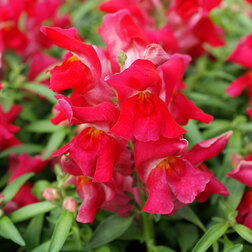 ������ ������ ������� ��� ������ ����� (1��-1000��) ���������������� ������   ����