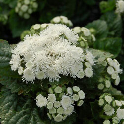 ������ ������ �������� ����� ���� (1��-100��) ���������������� ������   ����