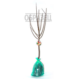 ������ ������ ������ ����� ���� (������ �����) (� �����)   ����