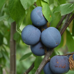 ������ ������ ��������� �������� ������ (������ �����) (� �����)   ����