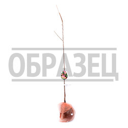 ������ ������ ����� ������� (�����) ��� 2-� ��� (������ �����) (� �����)   ����