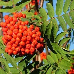 ������ ������ ������ ���������   ����