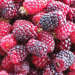 ������ ������ ��������� �������� (������ � �������)   ����