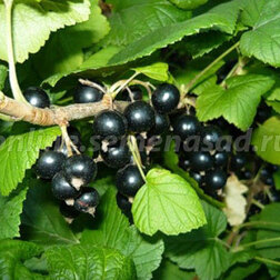 ������ ������ ������� ��������� ������ (������)   ����