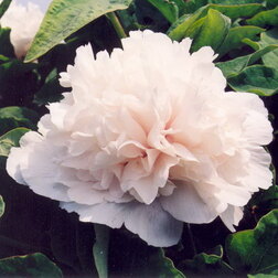 ������ ������ ���� ����������� ������� ������   ����