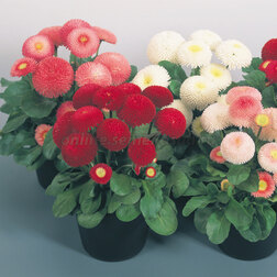 ������ ������ ���������� ����� ���� (1��-250�����) ���������������� ������   ����