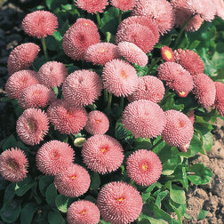 ������ ������ ���������� ����� ���� (1��-250�����) ���������������� ������   ����