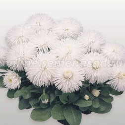 ������ ������ ���������� �������� ���� (1��-250�����) ���������������� ������   ����