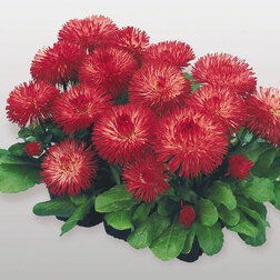 ������ ������ ���������� �������� ��� (1��-250�����) ���������������� ������   ����