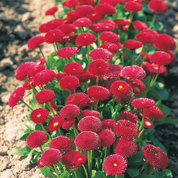 ������ ������ ���������� ����� ��� (1��-1000�����) ���������������� ������   ����