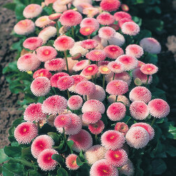 ������ ������ ���������� ����� �������� ��� ���� (1��-1000�����)   ����