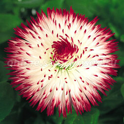 ������ ������ ���������� �������� ���� ��� ���� (1��-1000�����)   ����