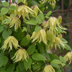 ������ ������ �������� ������������ (������) ������ ����   ����