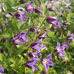 ������ ������ �������� ������������ ����� ������   ����