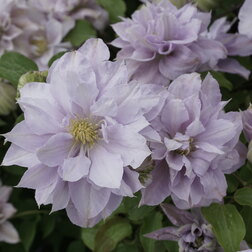 ������ ������ �������� ��������������� ����������   ����