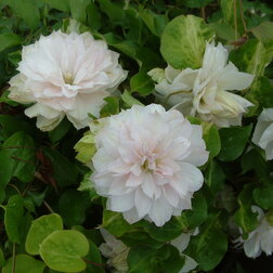 ������ ������ �������� ��������������� ������� �����   ����