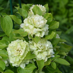 ������ ������ �������� ��������������� ������   ����