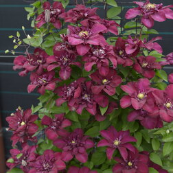 ������ ������ �������� ��������������� �� III ��������   ����