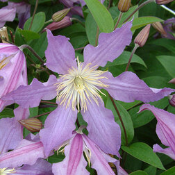 ������ ������ �������� ��������������� ��� ����   ����