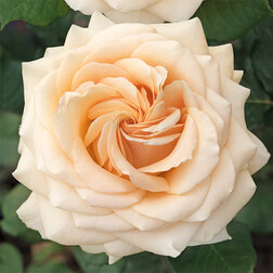 ������ ������ ���� �����-��������� �����   ����