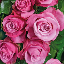 ������ ������ ���� �����-��������� ��� ����   ����