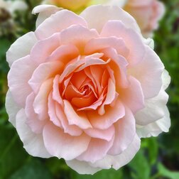 ������ ������ ���� �����-��������� ������ �����   ����