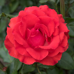 ������ ������ ���� �����-��������� �������   ����