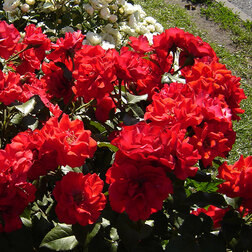 ������ ������ ���� ���������� �� ���������   ����