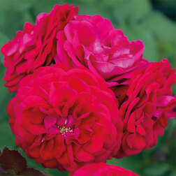 ������ ������ ���� ���������� ����� ����   ����