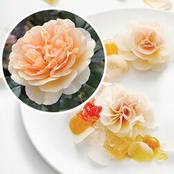 ������ ������ ���� �������� ����� ���� (���������� �����)   ����