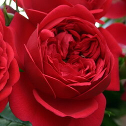 ������ ������ ���� ������ ���������� ��� �� ���������   ����