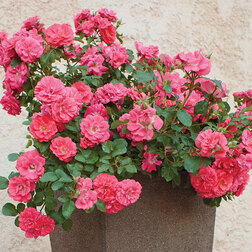 ������ ������ ���� ����� ���������� ����� �����   ����