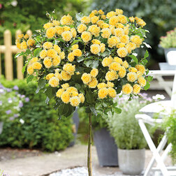 ������ ������ ���� ��������� ����������� ��������� (����� 45)   ����