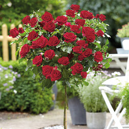 ������ ������ ���� ��������� ���������� ������ ��� (����� 45)   ����