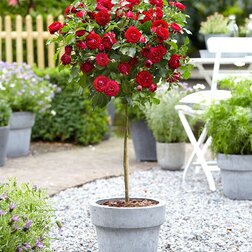 ������ ������ ���� ��������� ����� (����� 60)   ����