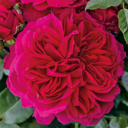 ������ ������ ���� ������ �������� ����   ����