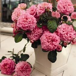 ������ ������ ���� ������ �����-��������� ����   ����