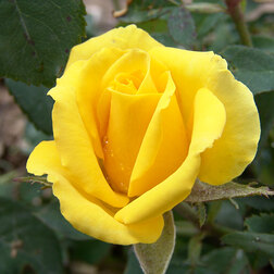 ������ ������ ���� �����-��������� �������   ����