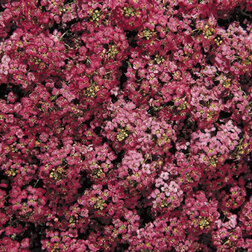 ������ ������ ������� ���������� ��� ���� (1��-1000��) ���������������� ������   ����