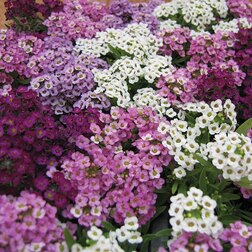 ������ ������ ������� ���������� ���� (1��-1000��) ���������������� ������   ����