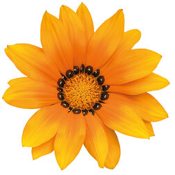 ������ ������ ������� ���� F1 ����� (1��-1000��) ���������������� ������   ����