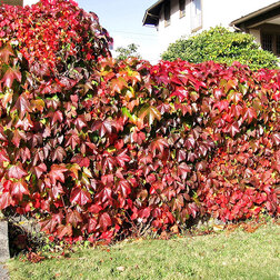 ������ ������ �������� ��������������� (�������������) ������� ��������   ����