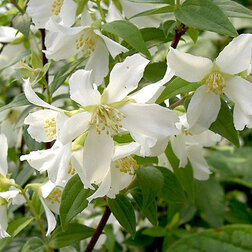 ������ ������ ������ ������� (��������) �������   ����