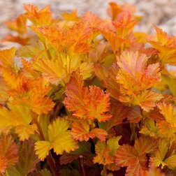 ������ ������ ������������� ������������� ����� �������   ����