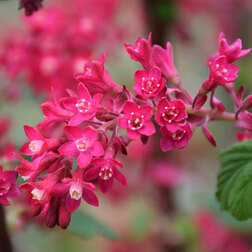 ������ ������ ��������� �������-������� ���� ������ VII   ����